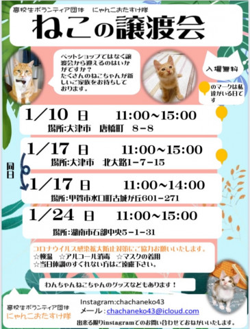 ねこの譲渡会