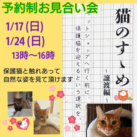 猫のすすめ～譲渡編～お見合い会