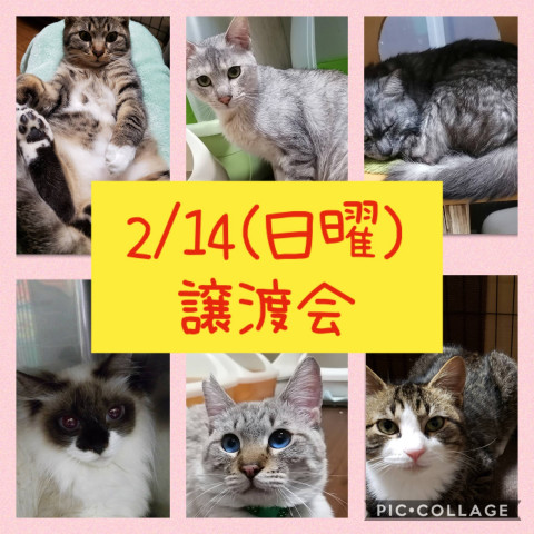 猫の☆譲渡会