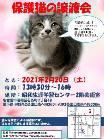 保護猫の譲渡会