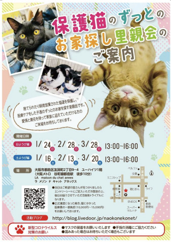 メールでご予約『保護猫のずっとのお家探し里親会』