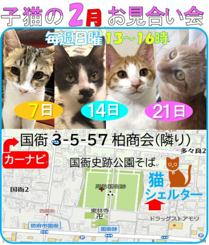 子猫のお見合い会