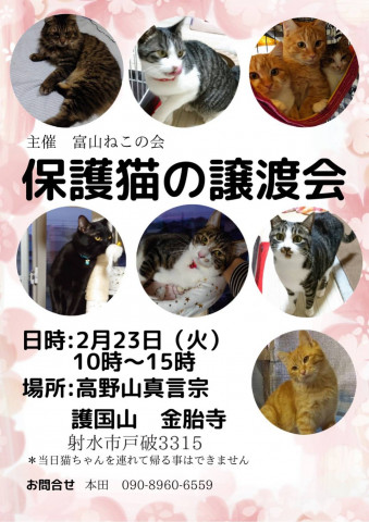 保護猫の譲渡会