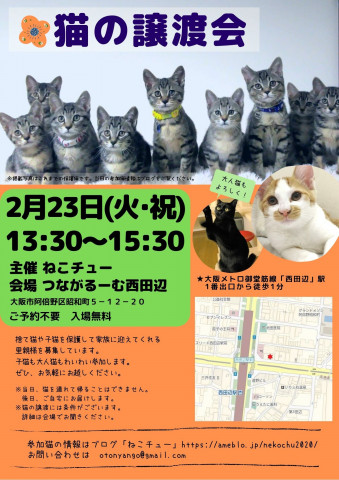 ねこチュー　猫の譲渡会