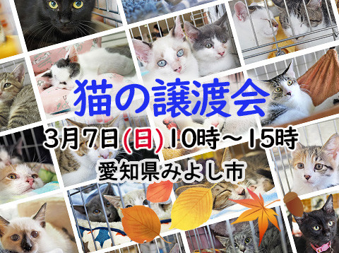 5ヵ月の猫います！ねこねこ譲渡会－愛知県みよし市