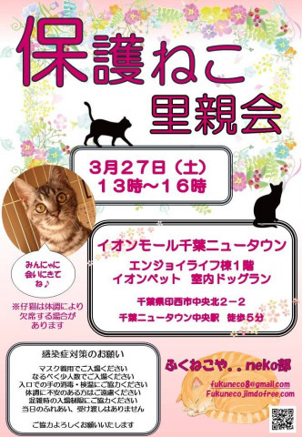 千葉県印西市開催/  ふくねこや。。