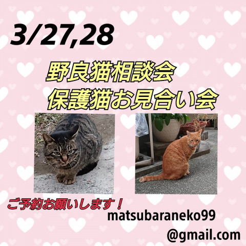 まつねこ 予約制お見合い会