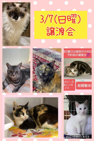 ねこ組🐾福岡　譲渡会