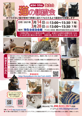 弥生台　猫の譲渡会