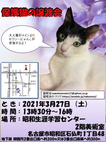 保護猫の譲渡会