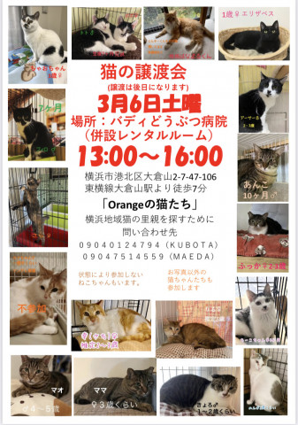 保護猫の譲渡会in横浜