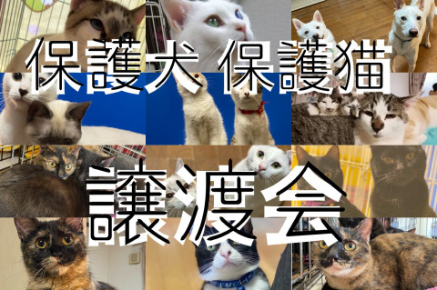 犬猫の譲渡会！