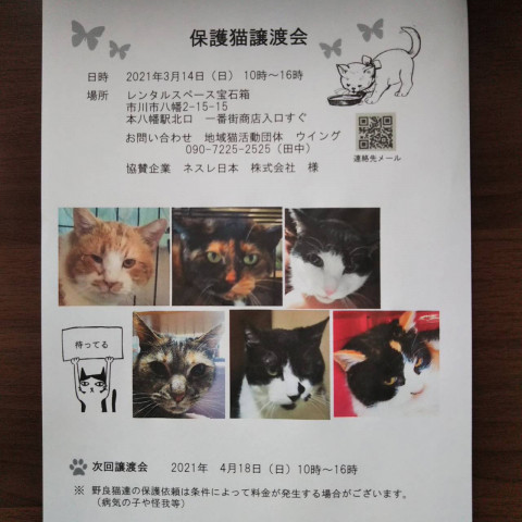 市川市地域猫活動団体 ウイング譲渡会