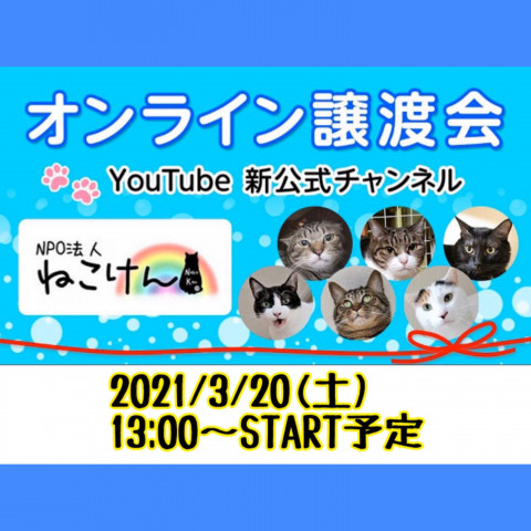 #3ねこけん★YouTube LIVE譲渡会！