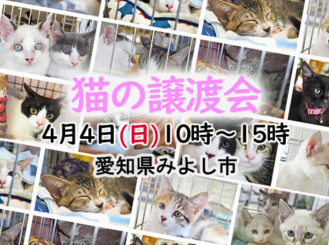 子猫いるよ！9匹ねこねこ譲渡会・愛知県みよし市