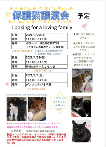 保護猫譲渡会　ボヌール