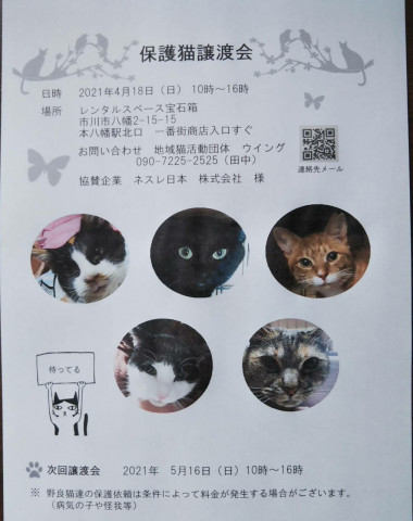 市川市地域猫活動団体 ウイング譲渡会