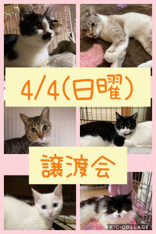 ねこ組🐾福岡　譲渡会