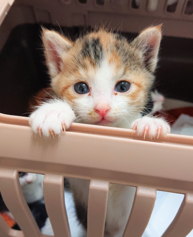 【毎日開催】保護猫の譲渡会 　子猫＆大人猫