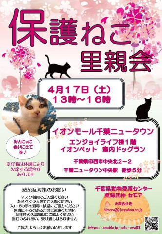 千葉県印西市開催/保護猫里親会
