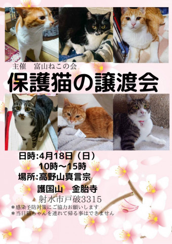 保護猫譲渡会