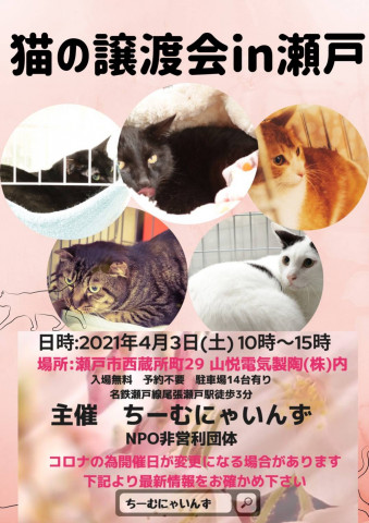 猫の譲渡会 IN 瀬戸 ～ ちーむ にゃいんず 2021年4月3日開催