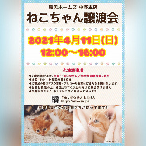 [島忠中野本店]ねこけん譲渡会