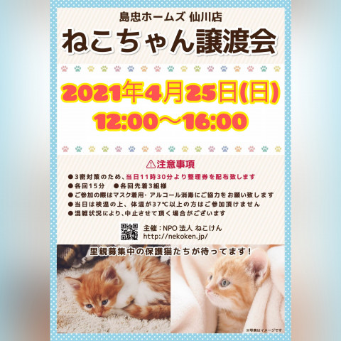 [島忠仙川店]ねこけん譲渡会