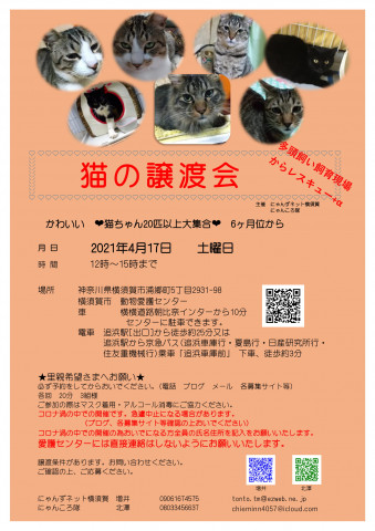 猫の譲渡会　by多頭飼育現場からレスキュー+α