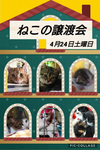 4月24日★ねこの譲渡会in太宰府