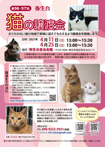 弥生台　猫の譲渡会