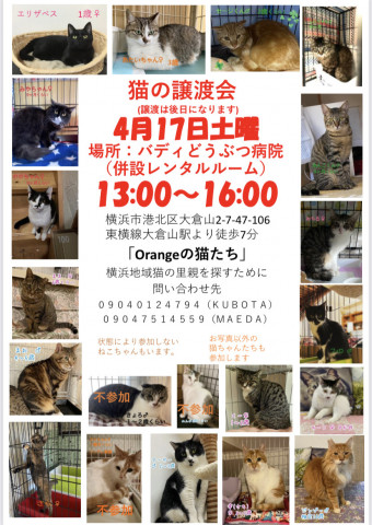 保護猫の里親会