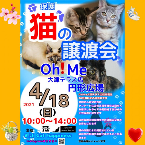 保護猫譲渡会