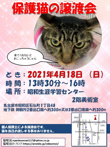 保護猫の譲渡会