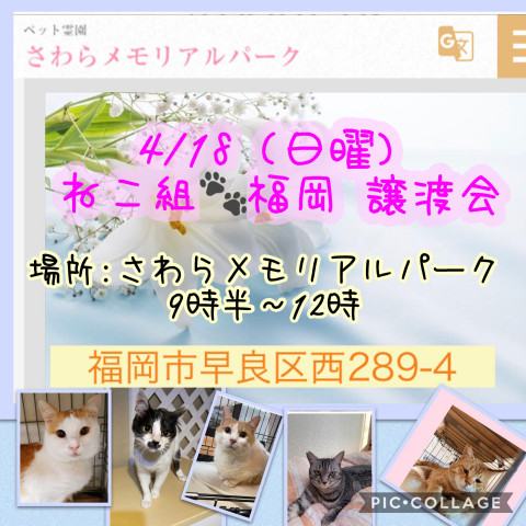 ねこ組 福岡 譲渡会 猫の譲渡会掲示板 ネコジルシ