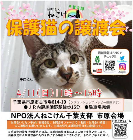 ねこけん千葉支部　譲渡会