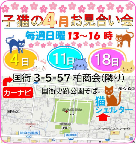 猫の4月の譲渡会