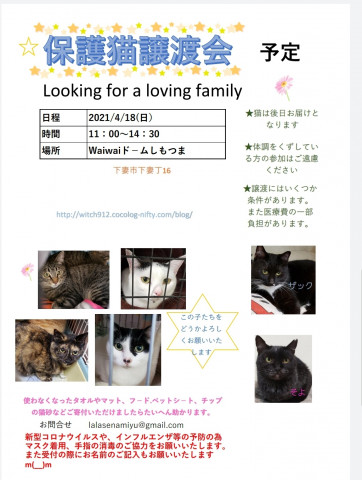 保護猫譲渡会　waiwaiドームしもつま