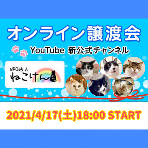 #4ねこけん★YouTube LIVE譲渡会！