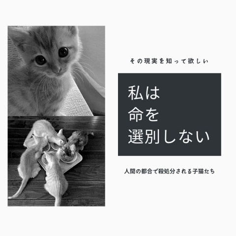 保護猫譲渡会