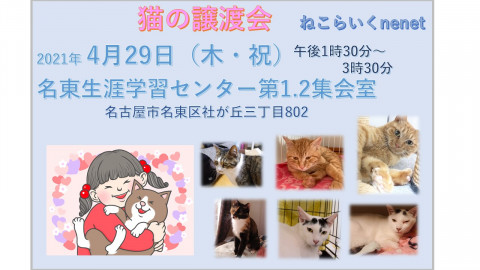 猫の譲渡会/名古屋市名東区