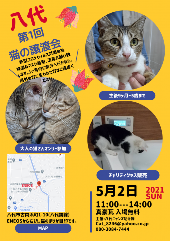 八代猫の譲渡会(大人猫オンリー)