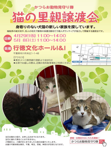 猫の里親譲渡会