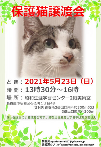 保護猫の譲渡会