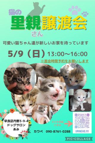 猫の里親さん譲渡会