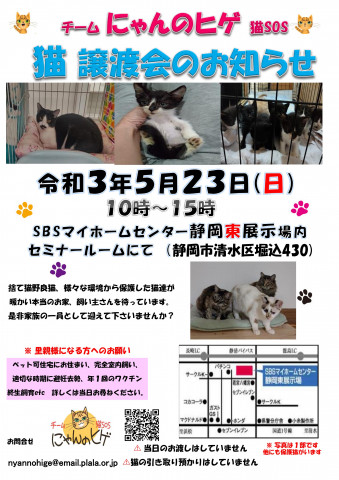 保護ニャンコの譲渡会ｂｙ静岡市清水区