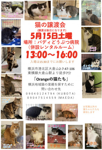 保護猫の里親会