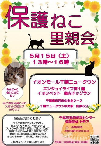 千葉県印西市開催/保護猫里親会