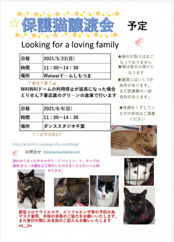 保護猫譲渡会　ボヌール5/23