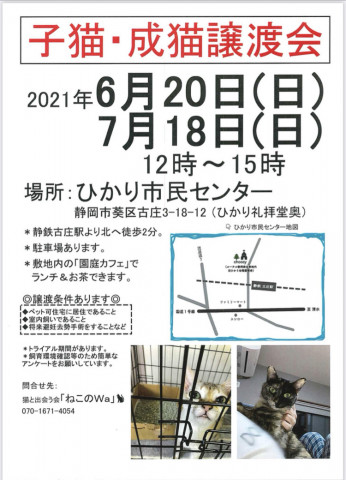 ねこのWa猫譲渡会　静岡市葵区